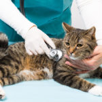 cat25