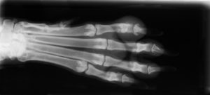 dog foot xray