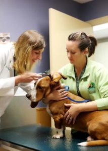 Anesthesia and Patient Monitoring