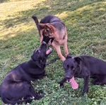 Doggy DayCare