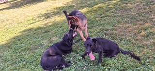 Doggy Daycare at Forever Friends Pet Care Center and Hospital