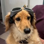 Therapeutic Laser Therapy