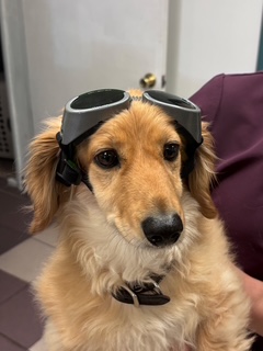 Therapeutic Laser Therapy