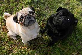 Doggy Daycare at Forever Friends Pet Care Center and Hospital